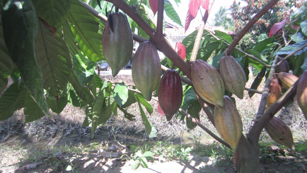 Cocoa Germplasm Database